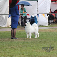  20130222 Dog Show-Canberra Royal (1 of 40)