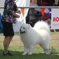  20130222 Dog Show-Canberra Royal (11 of 40)