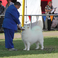  20130222 Dog Show-Canberra Royal (12 of 40)