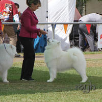  20130222 Dog Show-Canberra Royal (13 of 40)