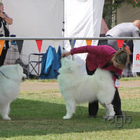  20130222 Dog Show-Canberra Royal (14 of 40)