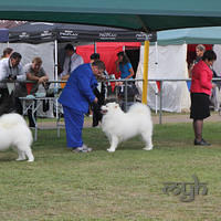  20130222 Dog Show-Canberra Royal (15 of 40)