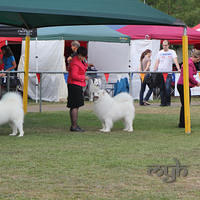  20130222 Dog Show-Canberra Royal (16 of 40)