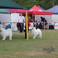  20130222 Dog Show-Canberra Royal (17 of 40)