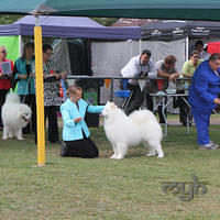  20130222 Dog Show-Canberra Royal (18 of 40)