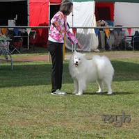  20130222 Dog Show-Canberra Royal (2 of 40)