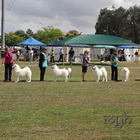  20130222 Dog Show-Canberra Royal (20 of 40)