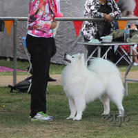 20130222 Dog Show-Canberra Royal (22 of 40)