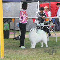  20130222 Dog Show-Canberra Royal (23 of 40)