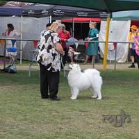  20130222 Dog Show-Canberra Royal (25 of 40)