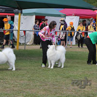  20130222 Dog Show-Canberra Royal (26 of 40)