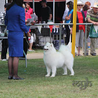  20130222 Dog Show-Canberra Royal (27 of 40)