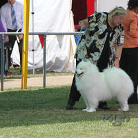  20130222 Dog Show-Canberra Royal (29 of 40)