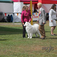  20130222 Dog Show-Canberra Royal (3 of 40)