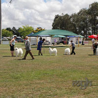  20130222 Dog Show-Canberra Royal (30 of 40)
