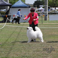  20130222 Dog Show-Canberra Royal (31 of 40)