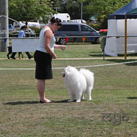  20130222 Dog Show-Canberra Royal (32 of 40)