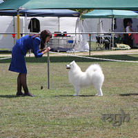  20130222 Dog Show-Canberra Royal (33 of 40)