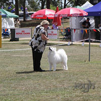  20130222 Dog Show-Canberra Royal (34 of 40)