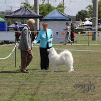  20130222 Dog Show-Canberra Royal (36 of 40)