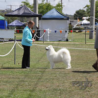  20130222 Dog Show-Canberra Royal (37 of 40)