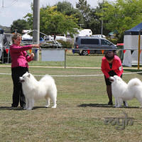  20130222 Dog Show-Canberra Royal (38 of 40)