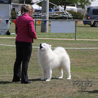  20130222 Dog Show-Canberra Royal (39 of 40)