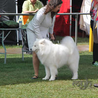  20130222 Dog Show-Canberra Royal (4 of 40)