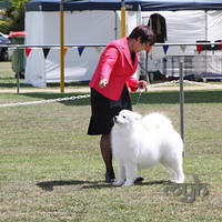  20130222 Dog Show-Canberra Royal (40 of 40)