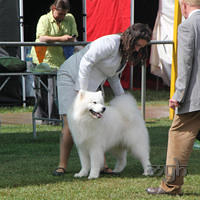  20130222 Dog Show-Canberra Royal (5 of 40)