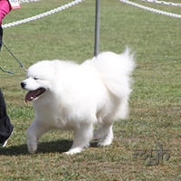  20130222 Dog Show-Canberra Royal (6 of 40)