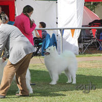  20130222 Dog Show-Canberra Royal (8 of 40)