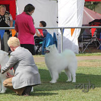  20130222 Dog Show-Canberra Royal (9 of 40)
