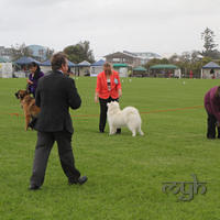 20130302 Dog Show - Wollongong (9 of 29)