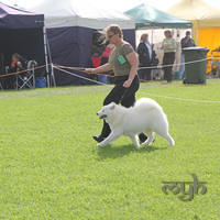 20130303 Dog Show - Wollongong (12 of 13)
