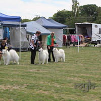 20130309 Dog Show - Goulburn (17 of 22)