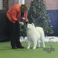 20130630 National Samoyed Show - Bulla-Victoria (163 of 310)