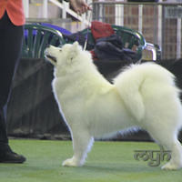 20130630 National Samoyed Show - Bulla-Victoria (170 of 310)