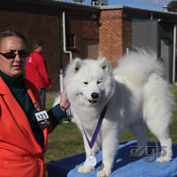 20130630 National Samoyed Show - Bulla-Victoria (270 of 310)
