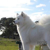 20130630 National Samoyed Show - Bulla-Victoria (292 of 310)