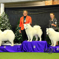  20130630 National Samoyed Show - Bulla-Vic [ffire] (1 of 04)