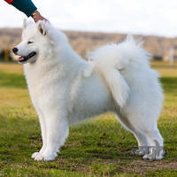  20130630 National Samoyed Show - Bulla-Vic [ffire] (2 of 04)