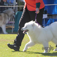 20130727 Dog Show TnG (12 of 14)
