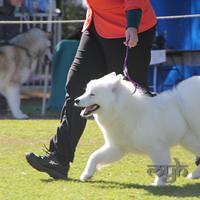 20130727 Dog Show TnG (12 of 14)