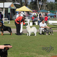 20130727 Dog Show TnG (14 of 14)