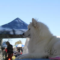 20130727 Dog Show TnG (2 of 14)