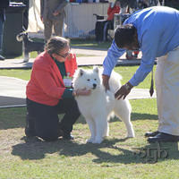 20130727 Dog Show TnG (5 of 14)