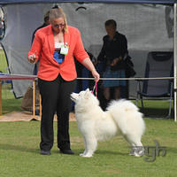 20130728 Dog Show Gosford (10 of 10)