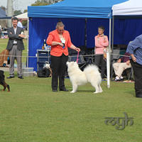 20130728 Dog Show Gosford (4 of 10)