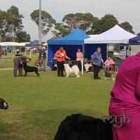 20130728 Dog Show Gosford (5 of 10)